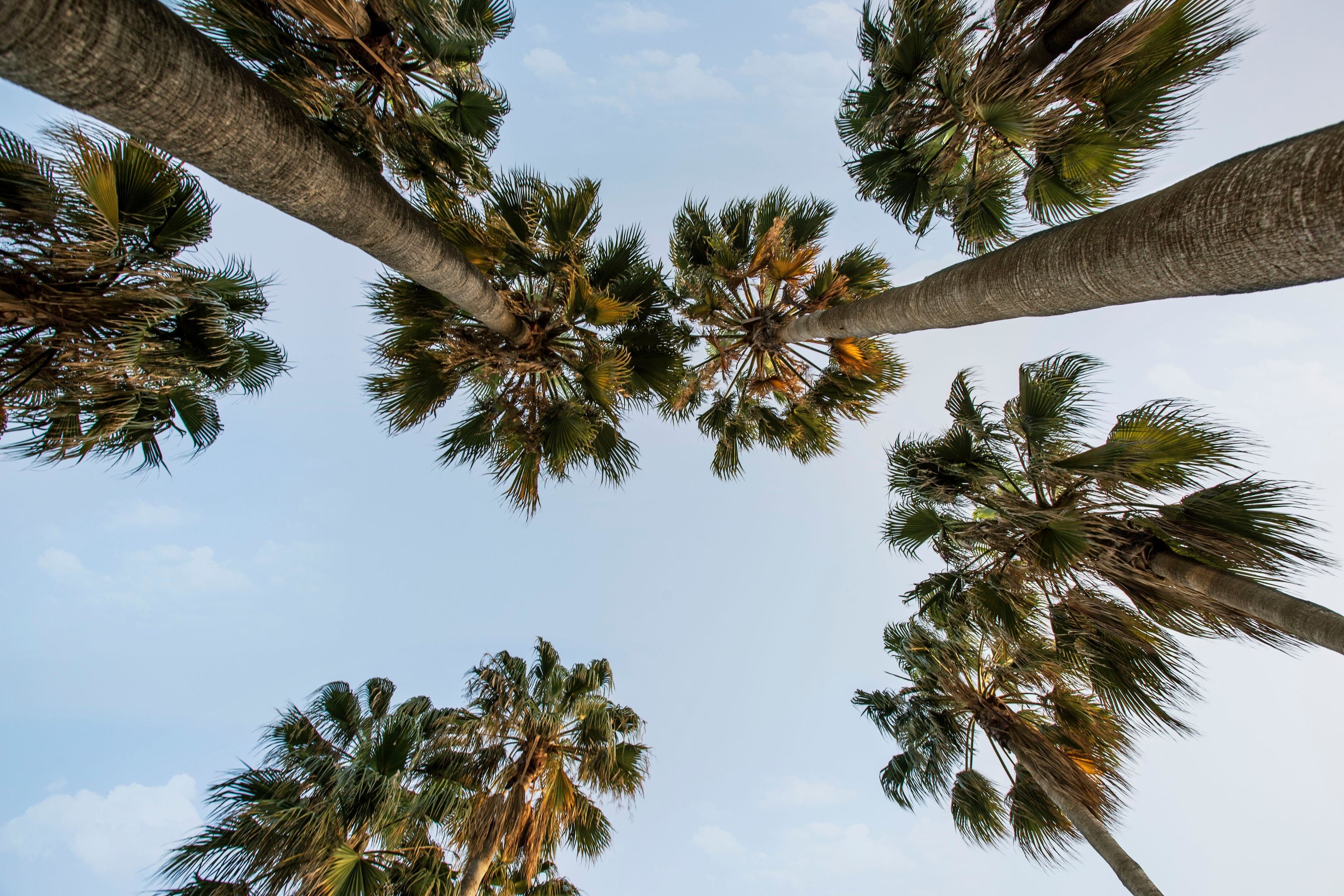 Acanthus & Cennet Barut Collection35