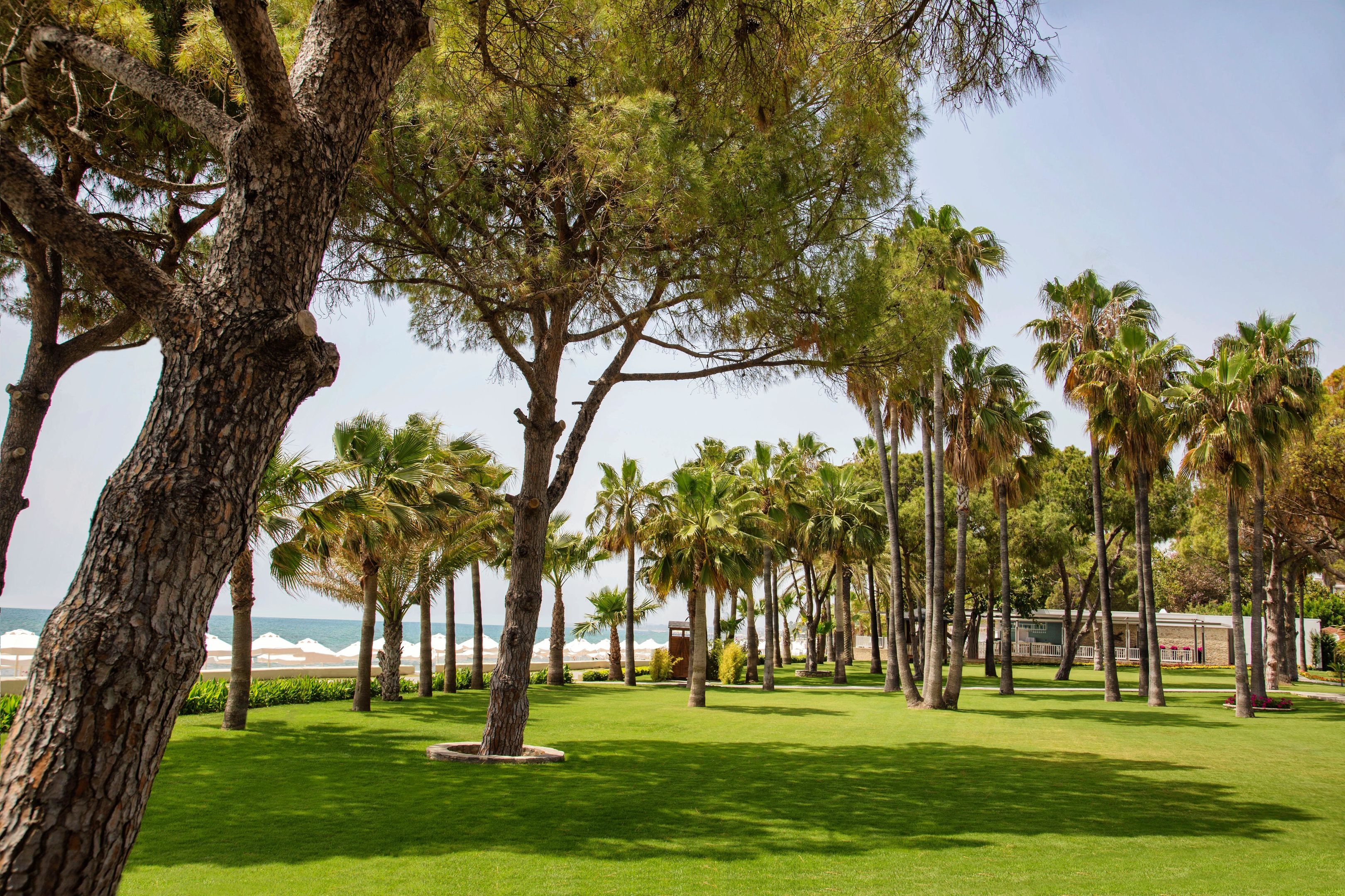 Acanthus & Cennet Barut Collection29