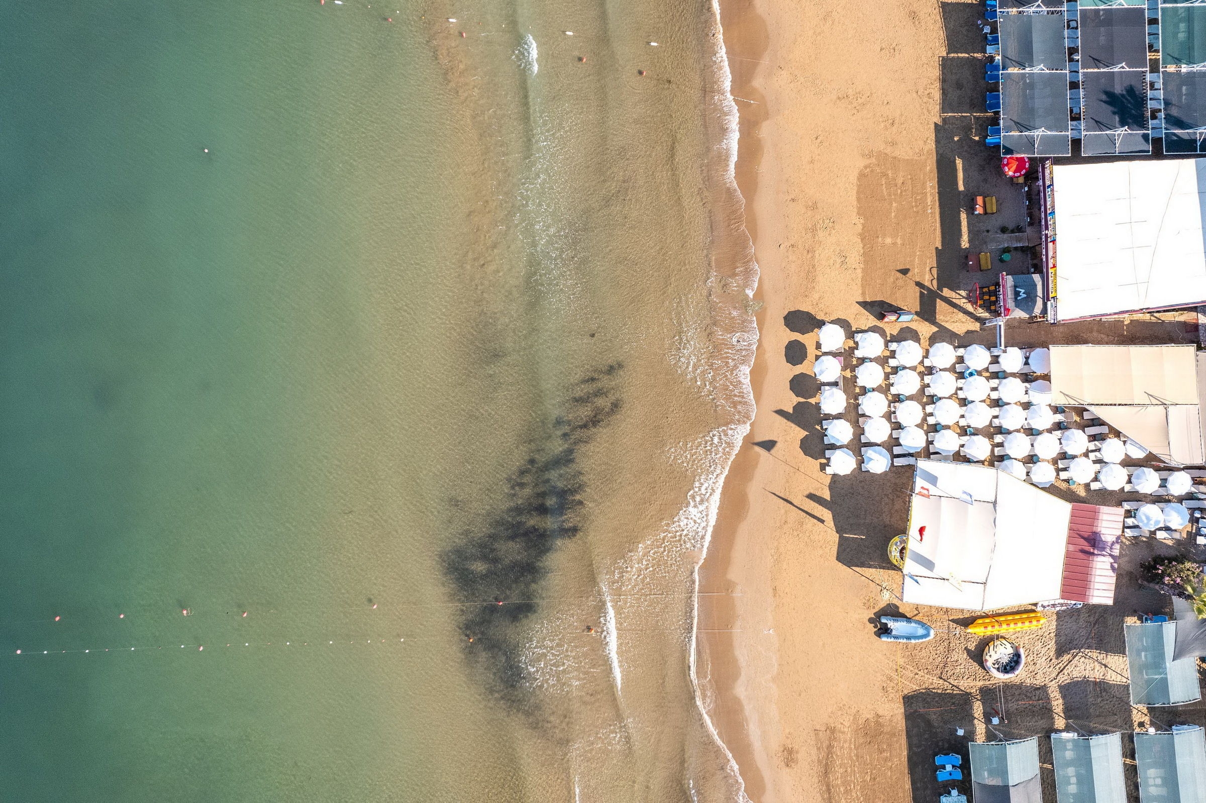 Calyptus Kirman Premium99