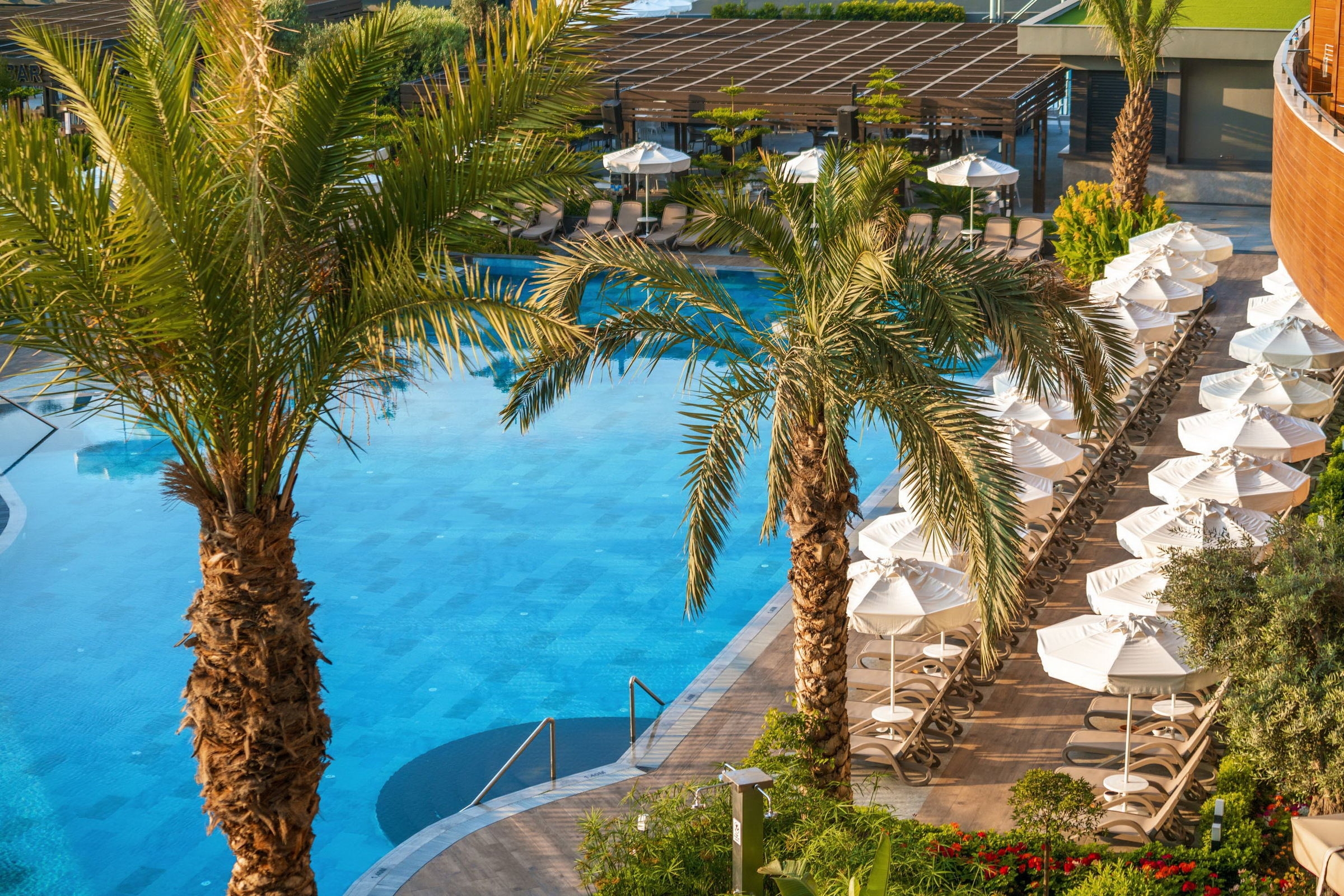 Calyptus Kirman Premium101