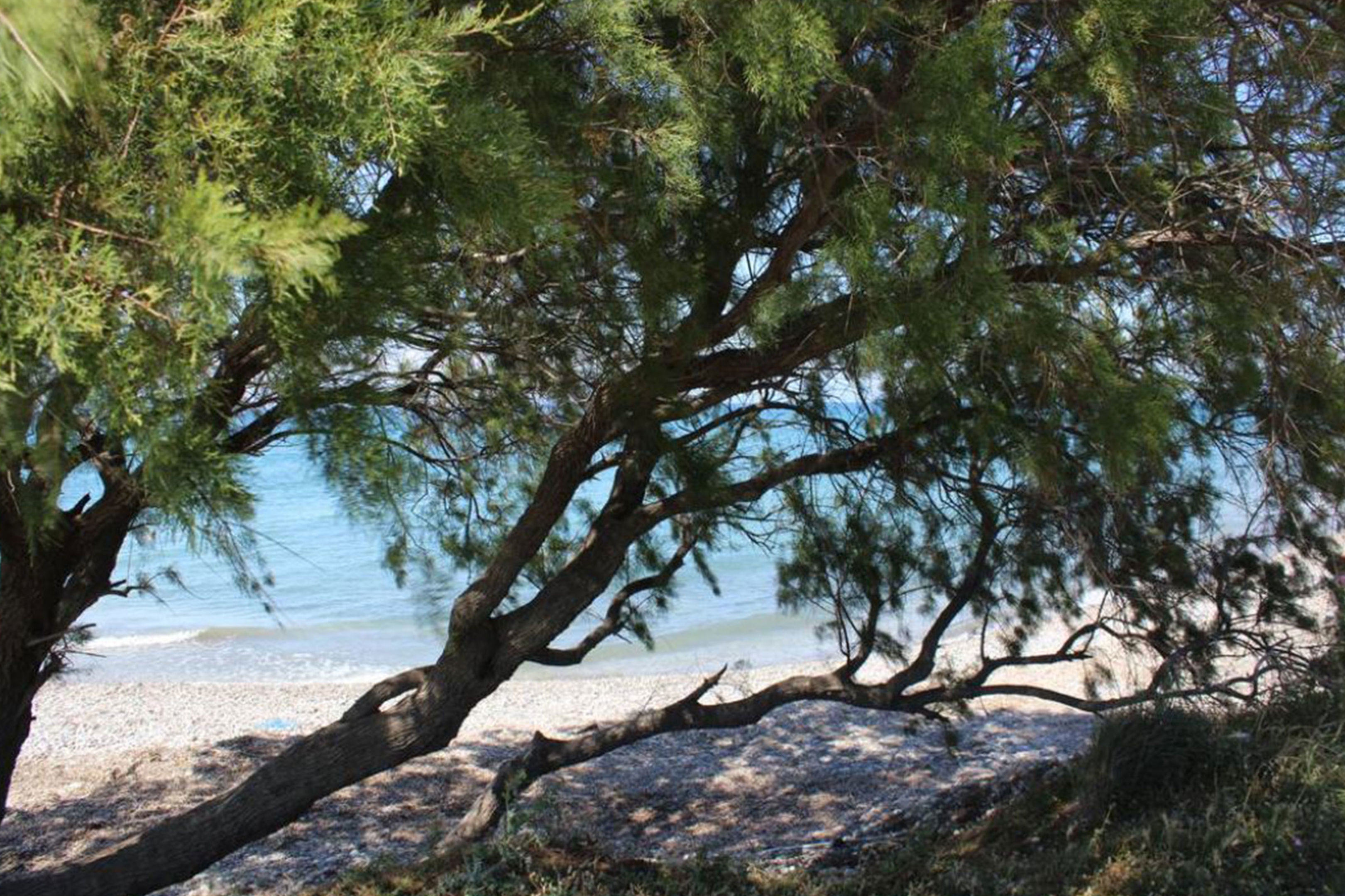 Asterias Bay11